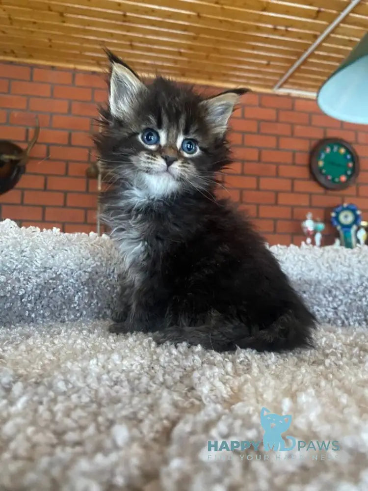 Rellisia Maine Coon female black tabby live animals