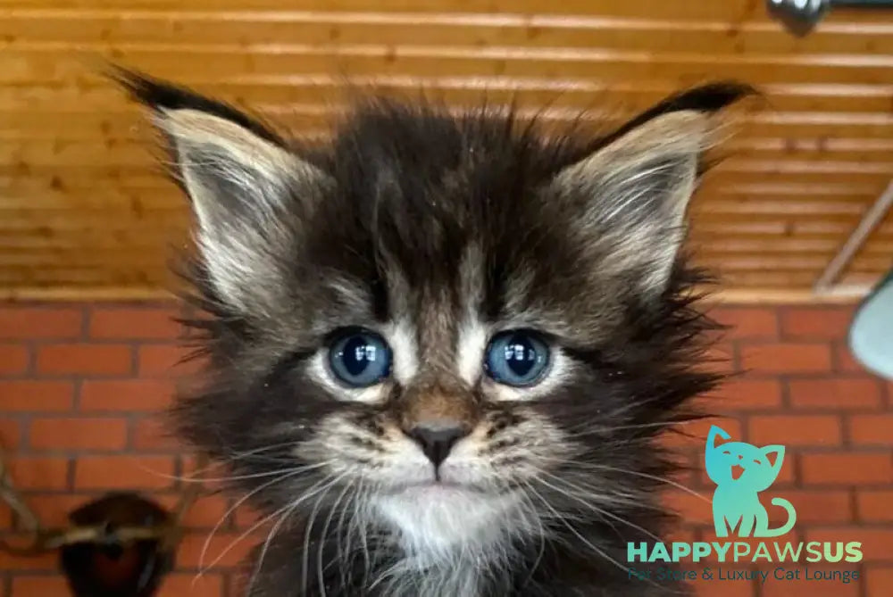 Rellisia Maine Coon female black tabby live animals