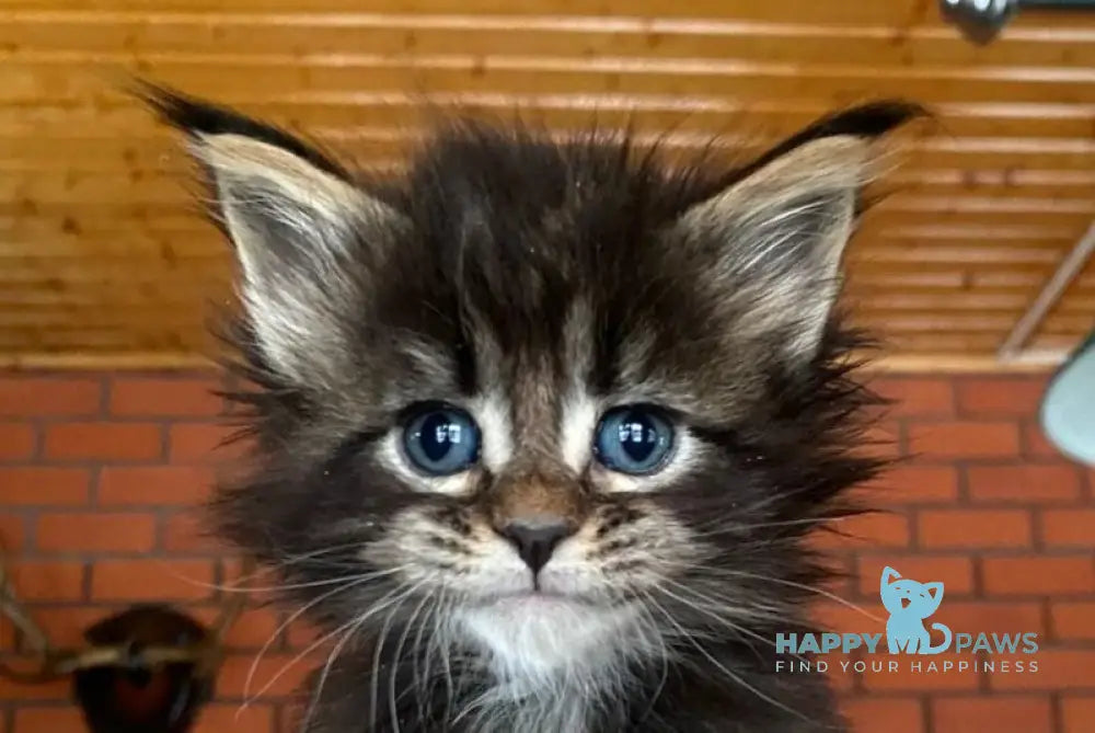 Rellisia Maine Coon female black tabby live animals