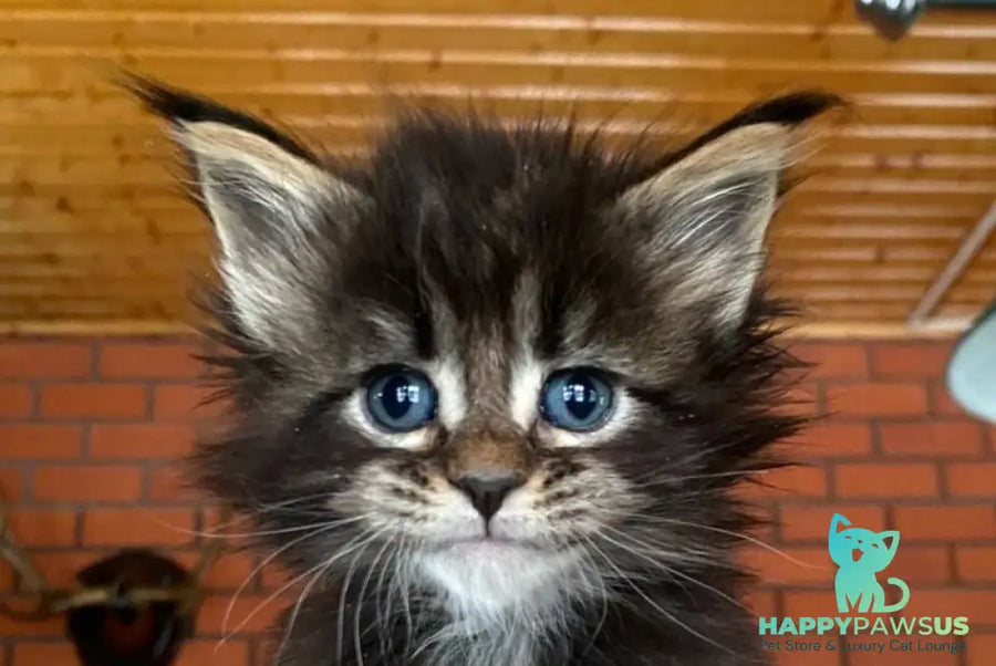 Rellisia Maine Coon female black tabby live animals