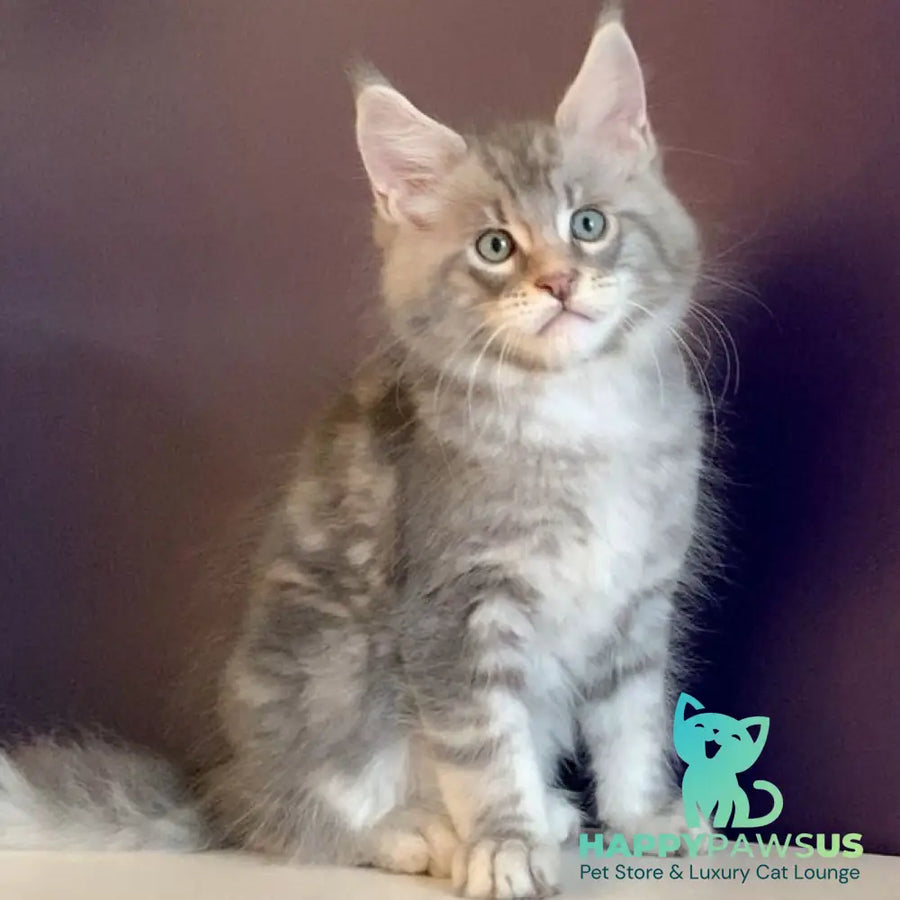Rembrant Maine Coon male blue silver tabby - live animals