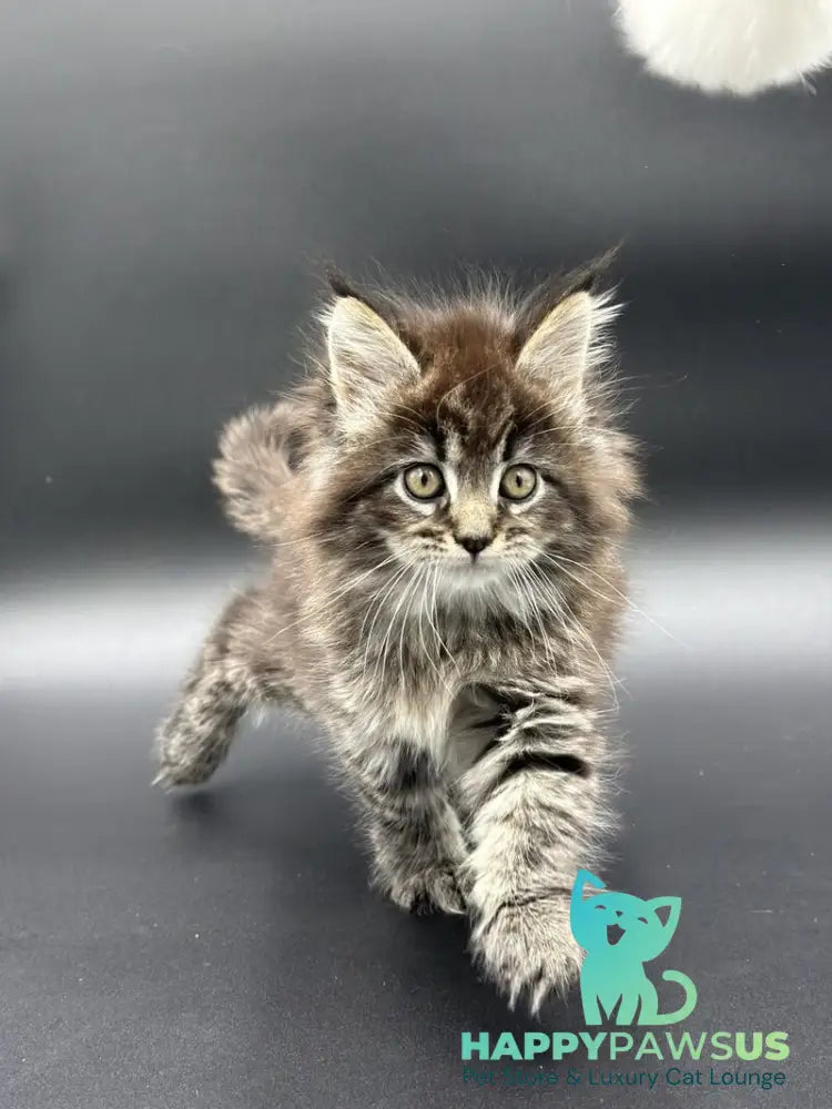 Rena Maine Coon polydactyl female black spotted tabby - live animals