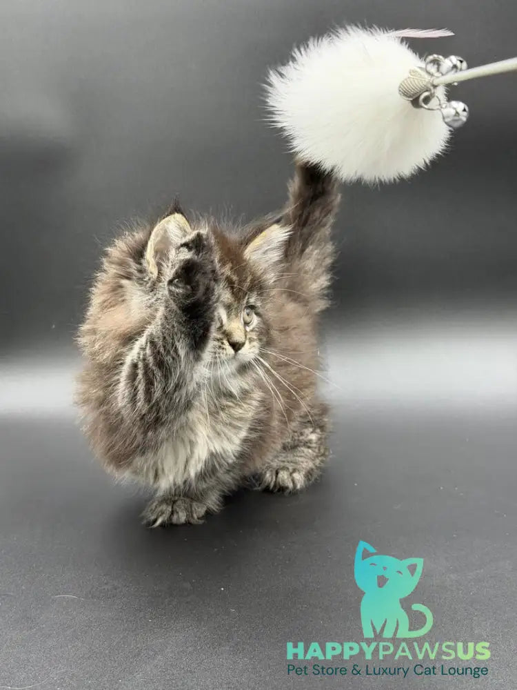 Rena Maine Coon polydactyl female black spotted tabby - live animals