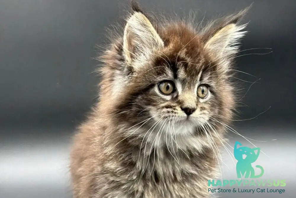 Rena Maine Coon polydactyl female black spotted tabby - live animals