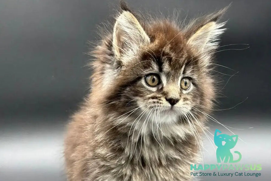 Rena Maine Coon polydactyl female black spotted tabby - live animals