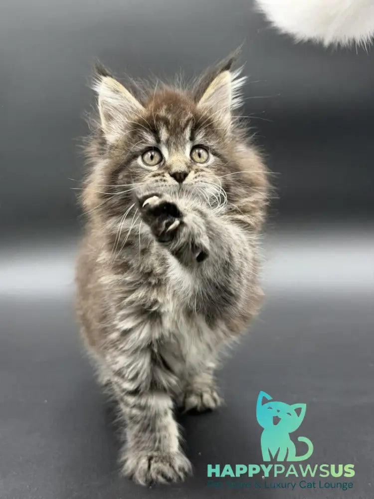 Rena Maine Coon polydactyl female black spotted tabby - live animals