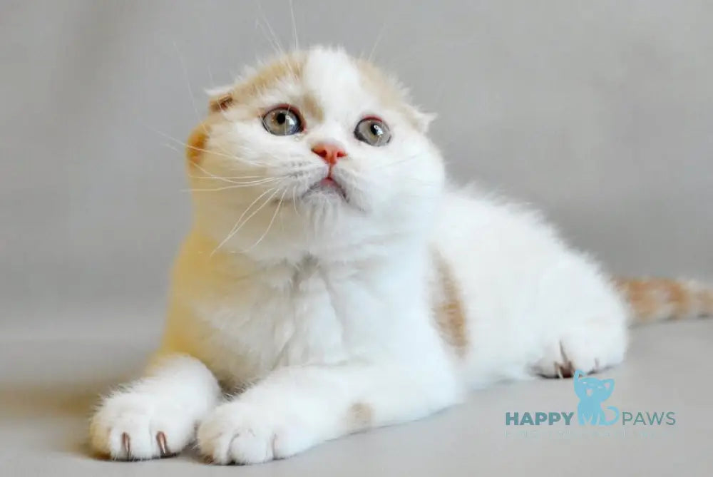 Rendy Scottish Straight male red tabby van live animals