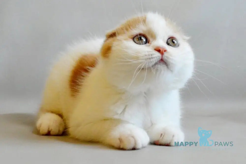 Rendy Scottish Straight male red tabby van live animals