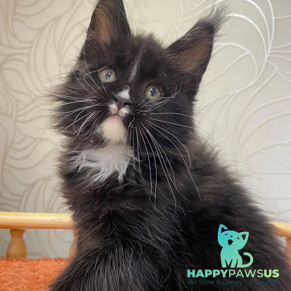 Rexton Maine Coon male black with white