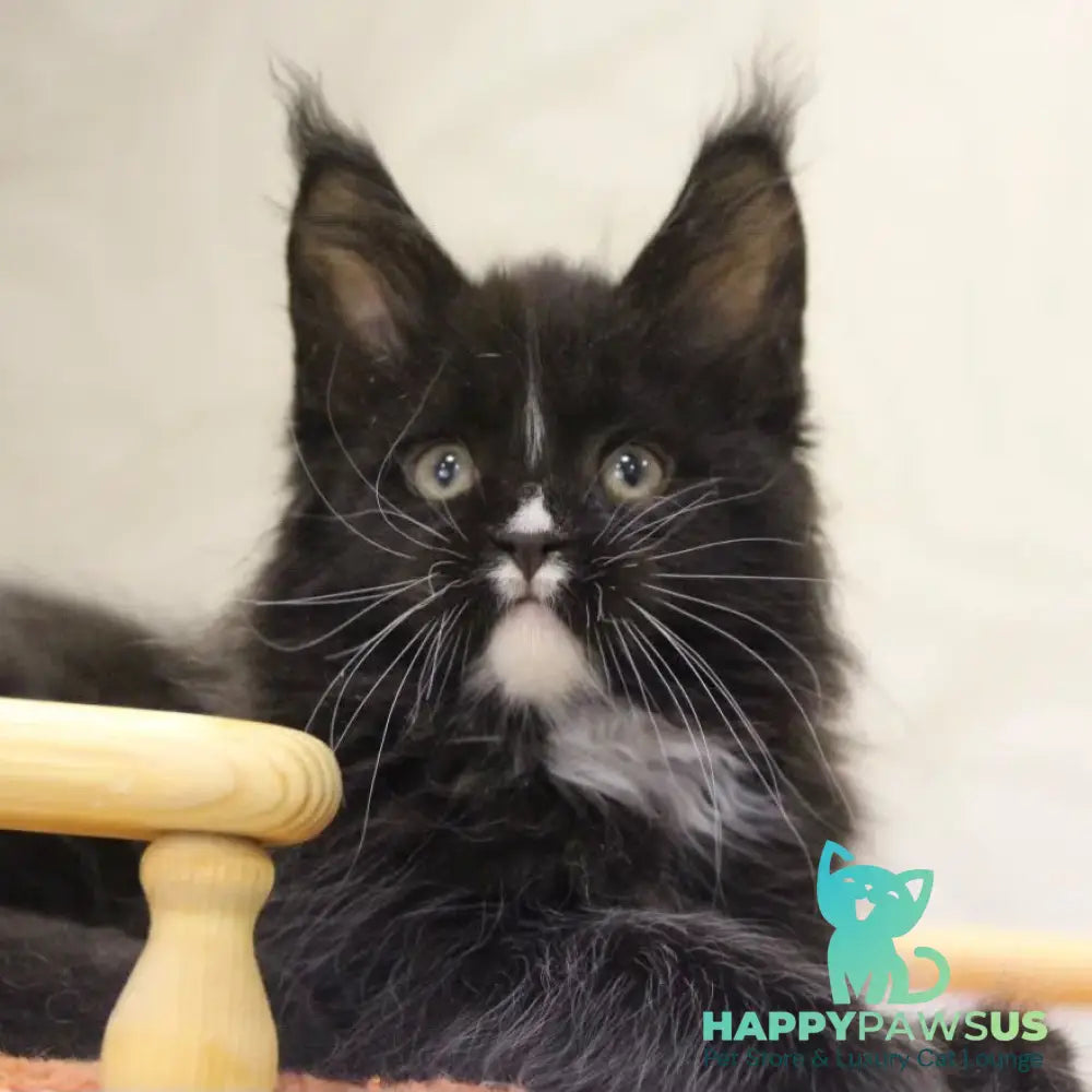 Rexton Maine Coon male black with white