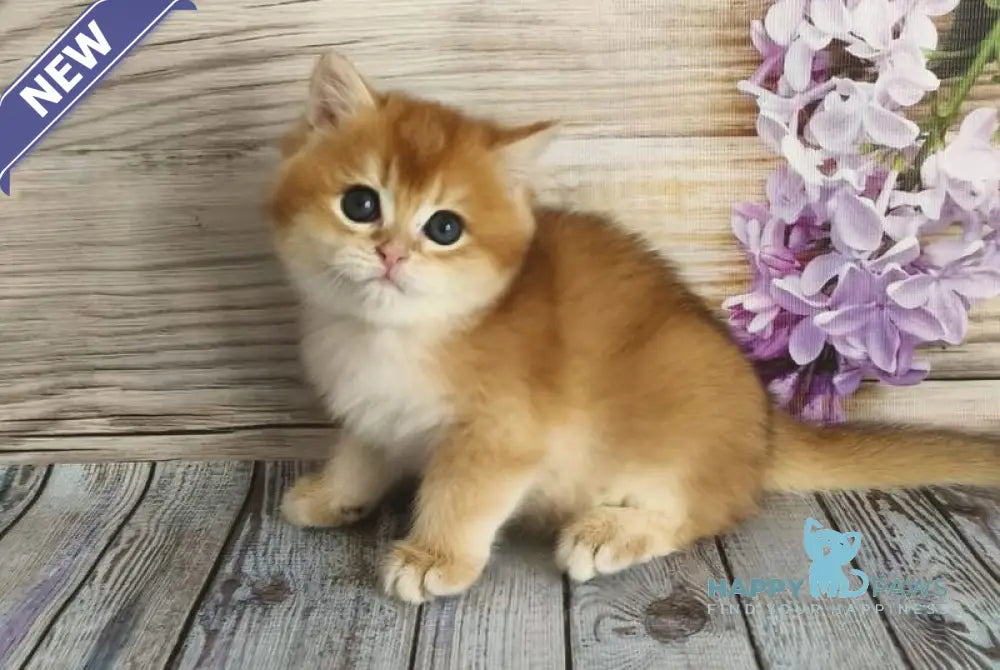 Rey British Shorthair male chocolate golden chinchilla - live animals