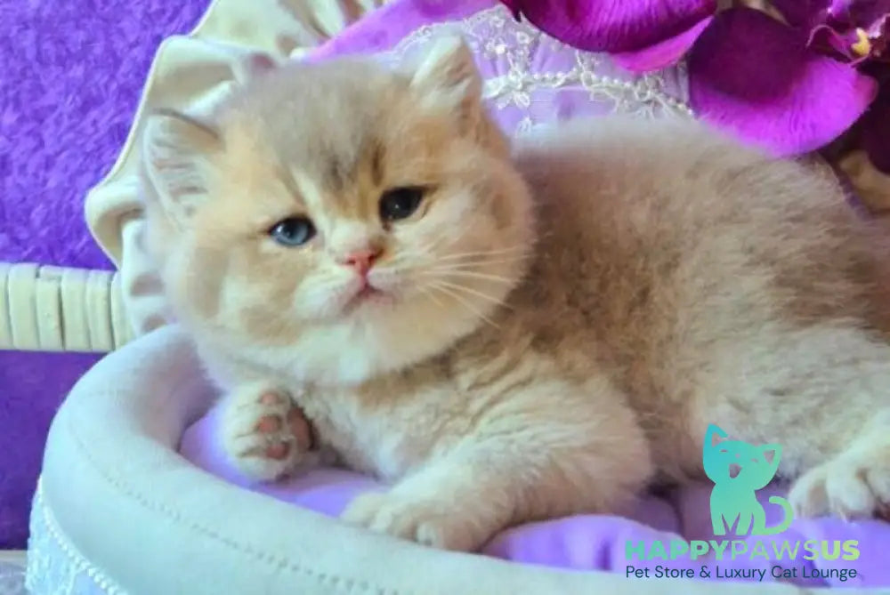 Rey British Shorthair male lilac golden ticked tabby live animals