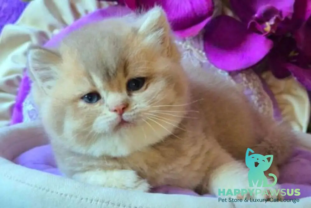 Rey British Shorthair male lilac golden ticked tabby live animals