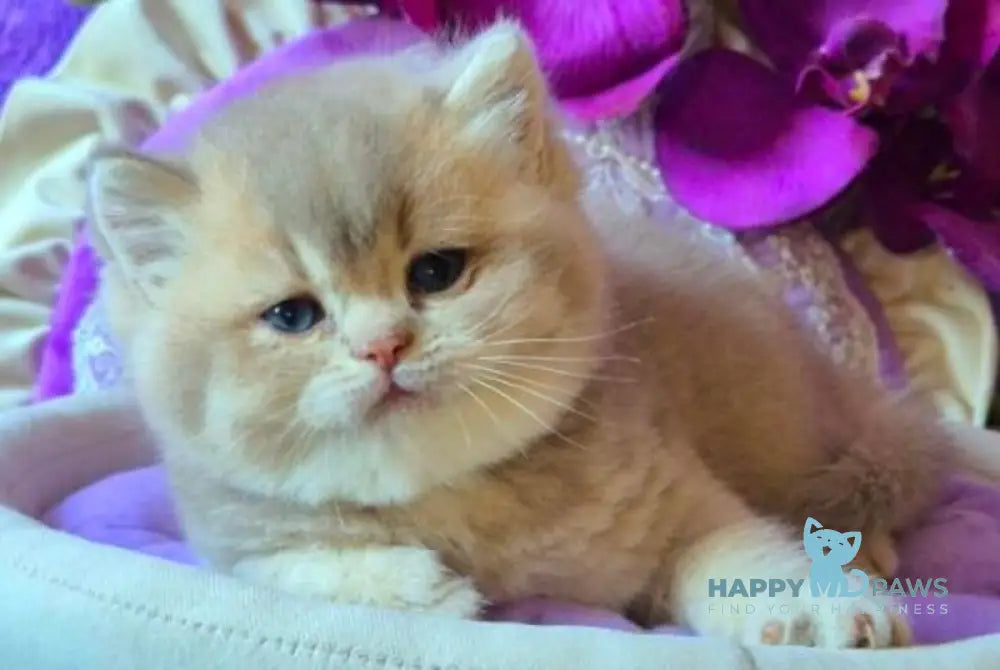 Rey British Shorthair male lilac golden ticked tabby live animals