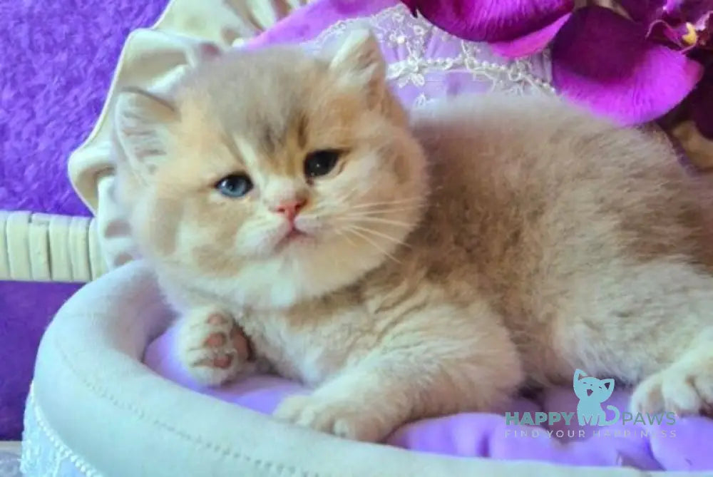 Rey British Shorthair male lilac golden ticked tabby live animals