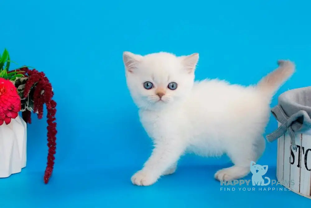 Reya British Shorthair female lilac silver pointed live animals
