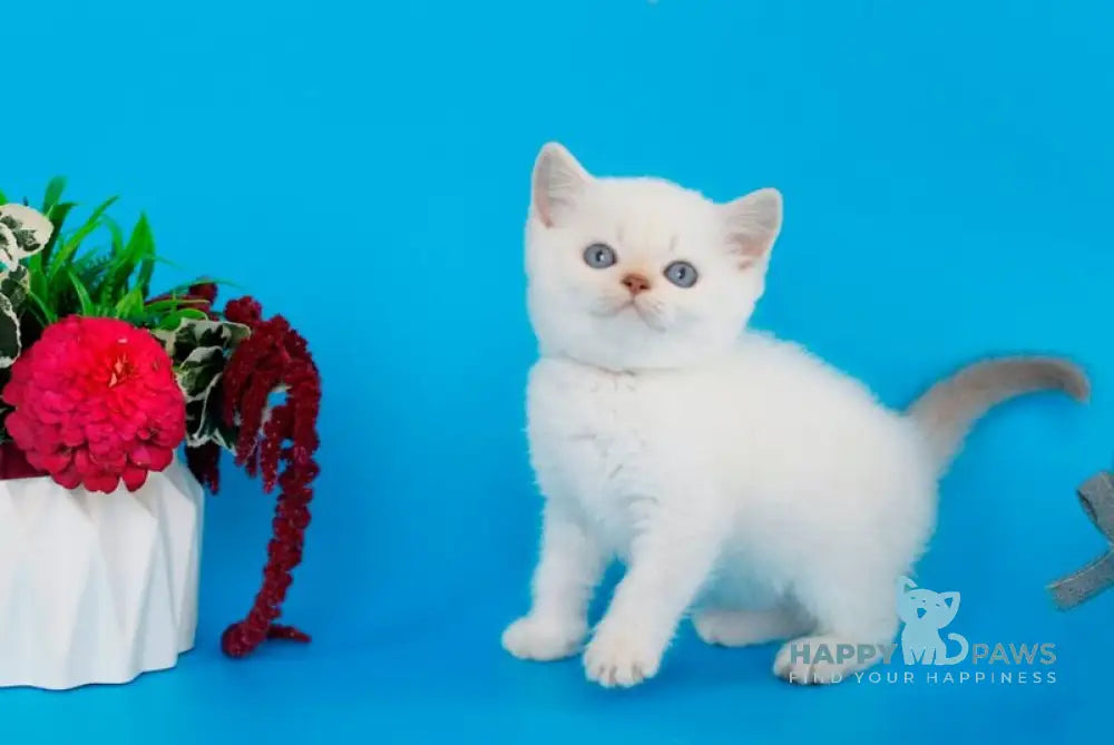 Reya British Shorthair female lilac silver pointed live animals