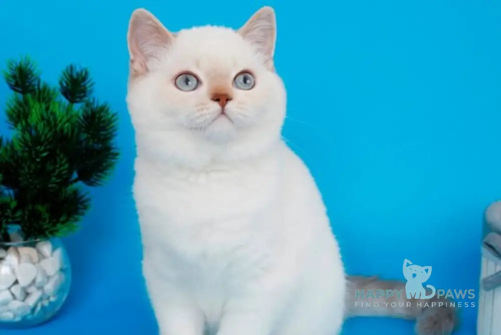 Reya British Shorthair female lilac silver tabby pointed live animals