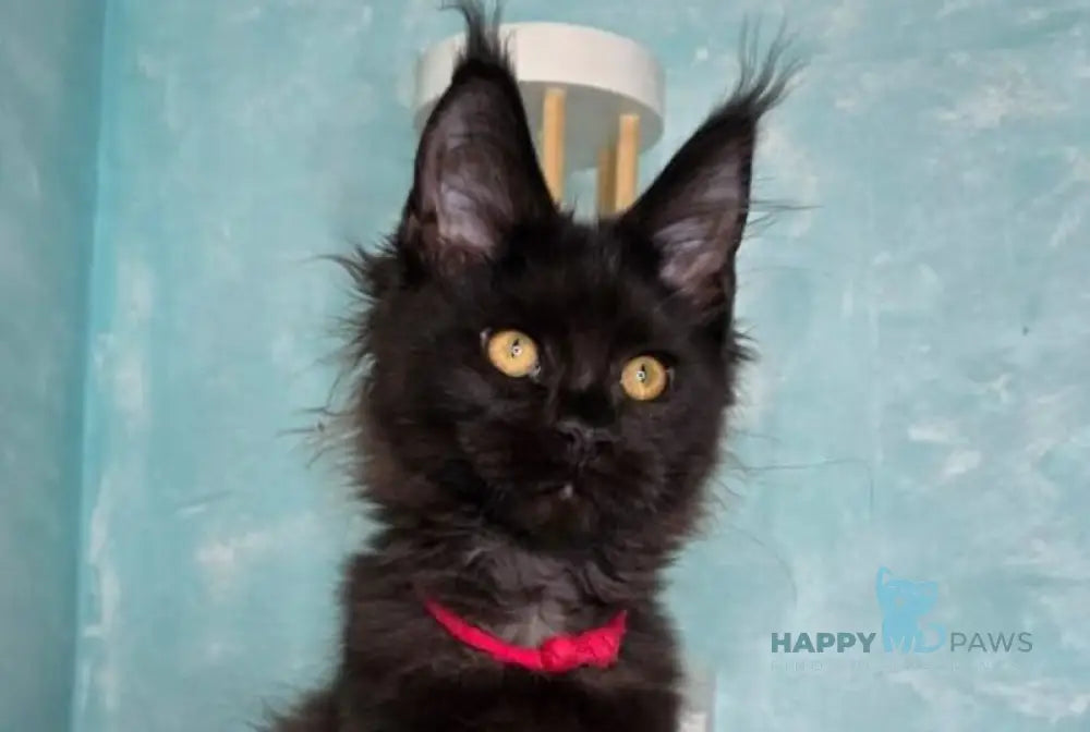 Reya Maine Coon female black live animals