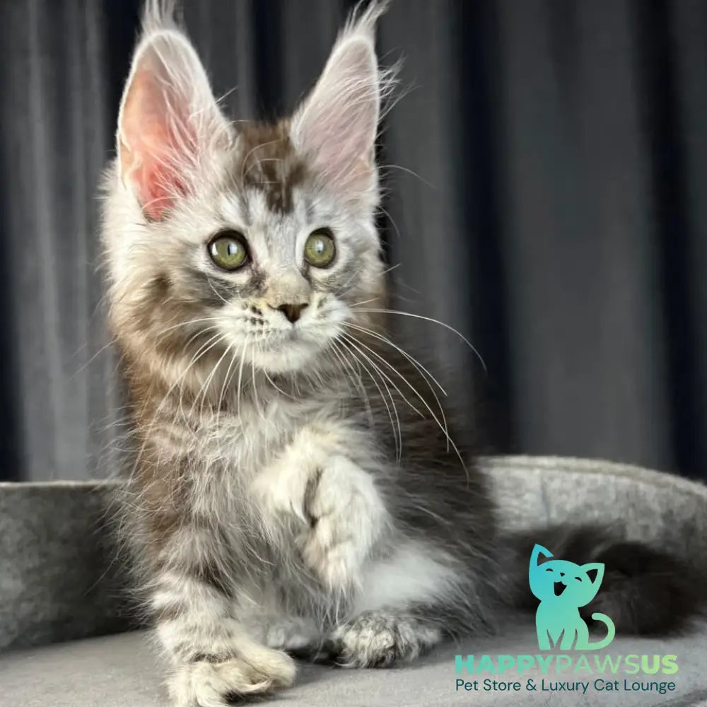 Rhea Maine Coon polydactyl 6x6x6x6 female black silver tabby - live animals