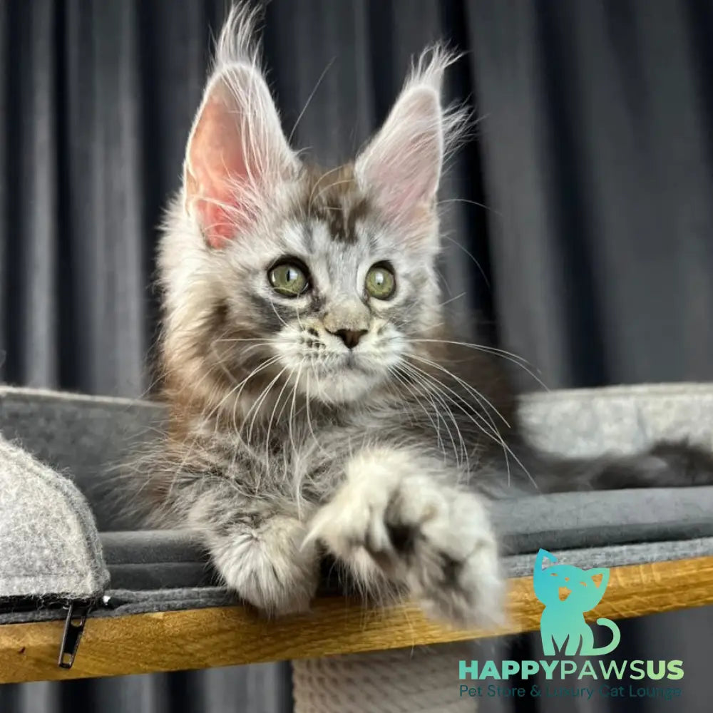 Rhea Maine Coon polydactyl 6x6x6x6 female black silver tabby - live animals
