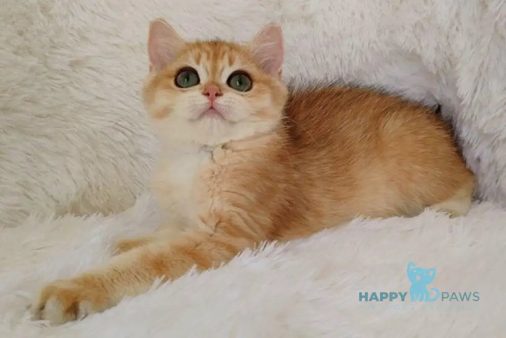 Rian British Shorthair male black golden chinchilla live animals