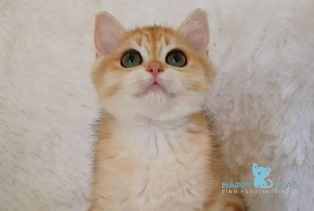 Rian British Shorthair male black golden chinchilla live animals