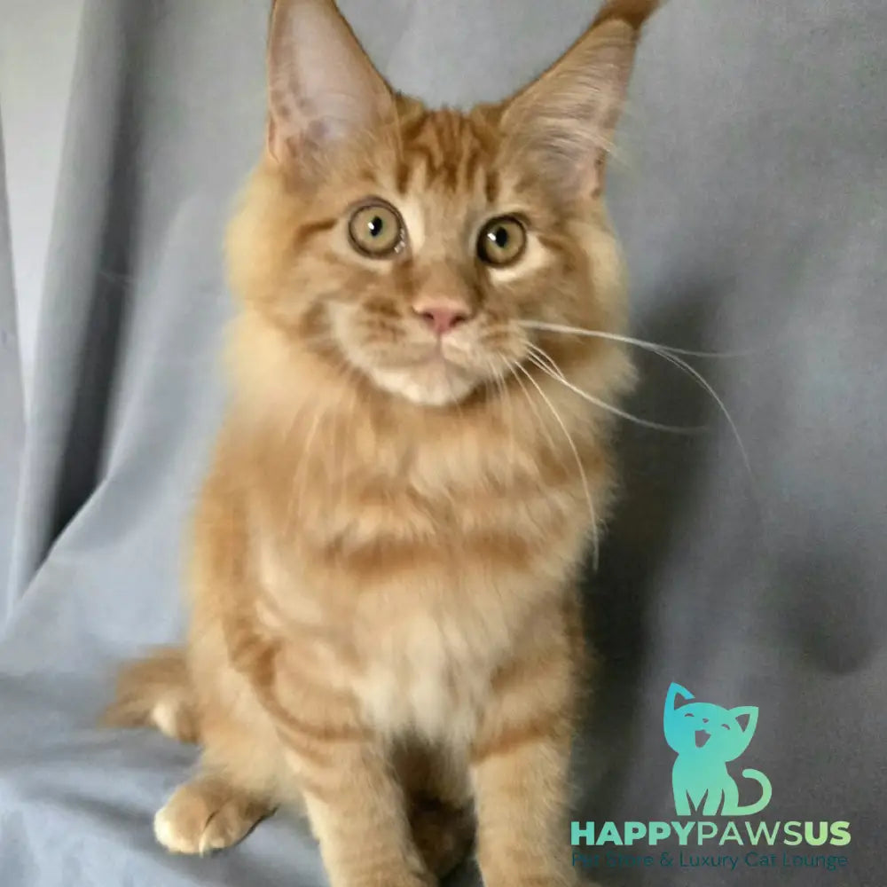 Riana Maine Coon female red - live animals