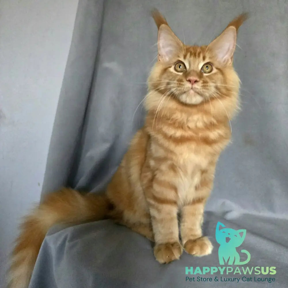 Riana Maine Coon female red - live animals