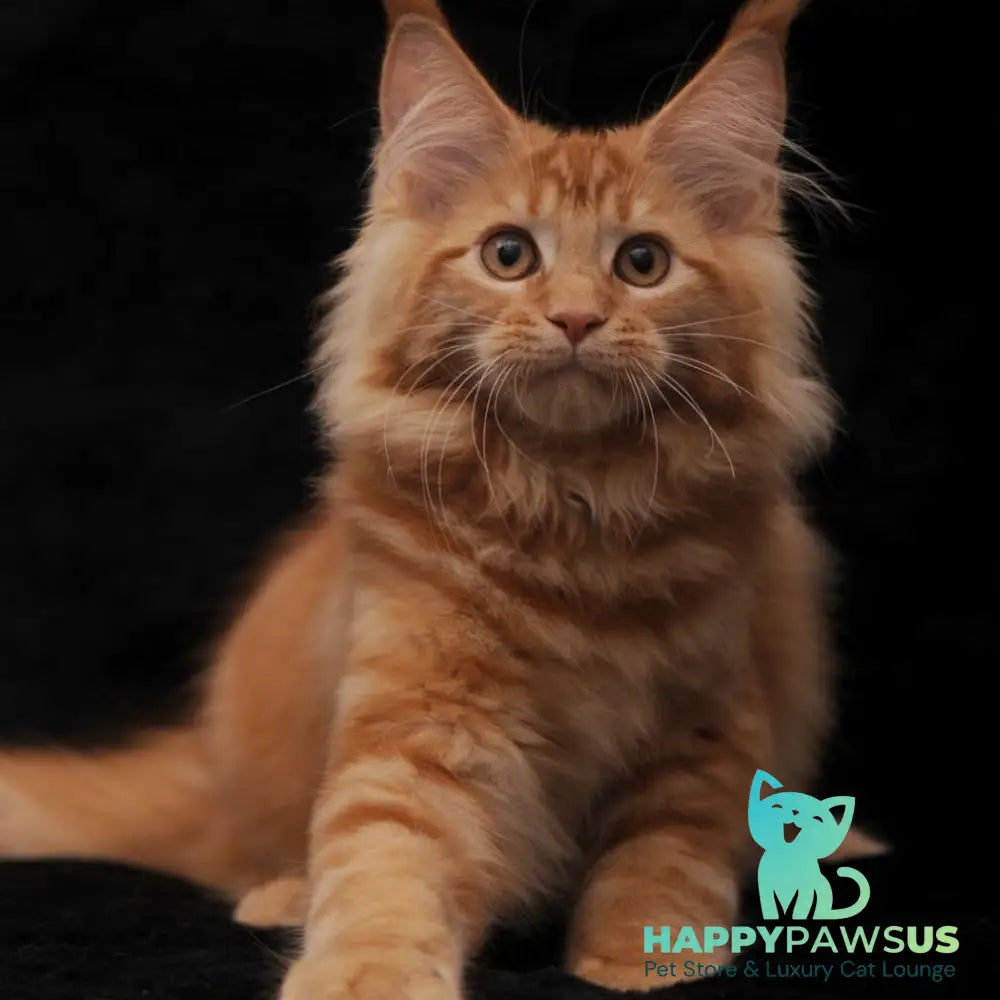 Riana Maine Coon female red - live animals