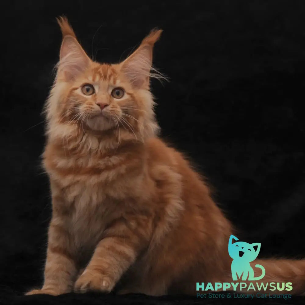 Riana Maine Coon female red - live animals