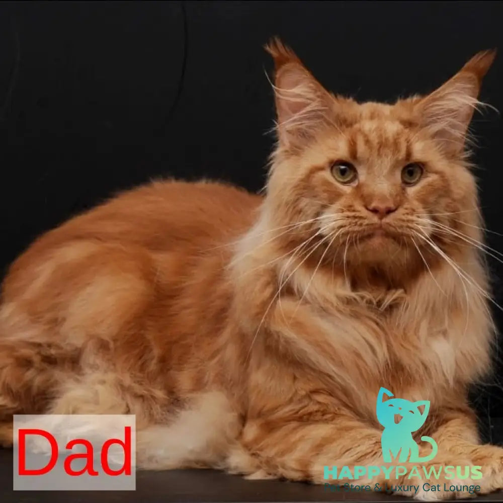 Riana Maine Coon female red - live animals