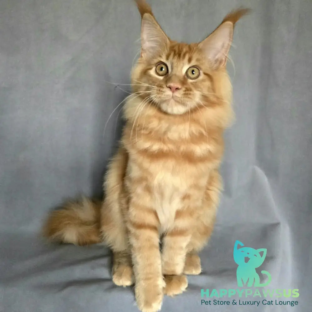 Riana Maine Coon female red - live animals