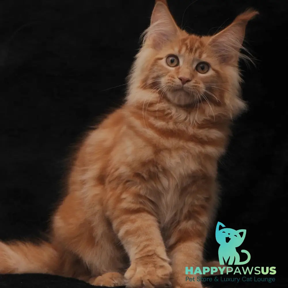 Riana Maine Coon female red - live animals
