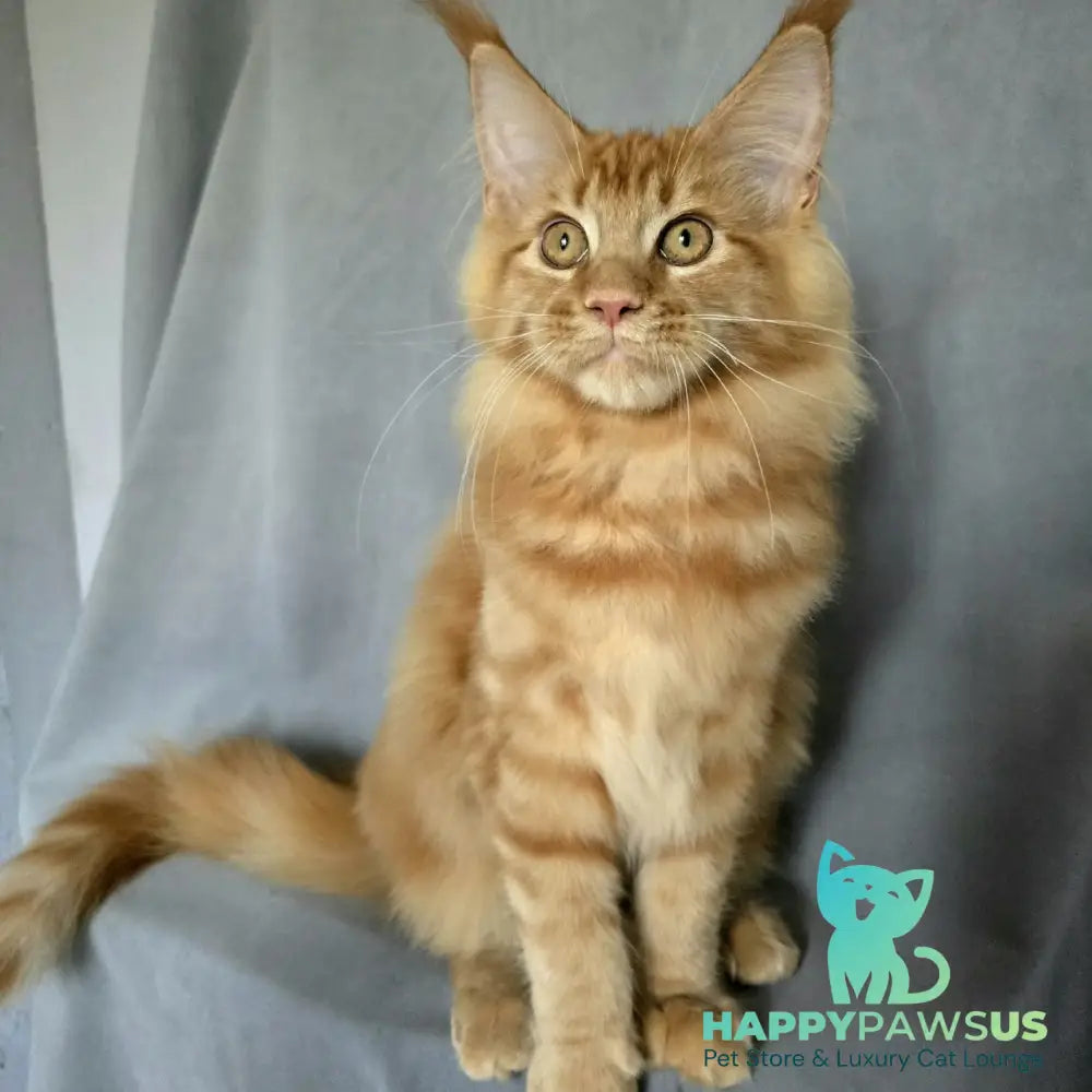 Riana Maine Coon female red - live animals