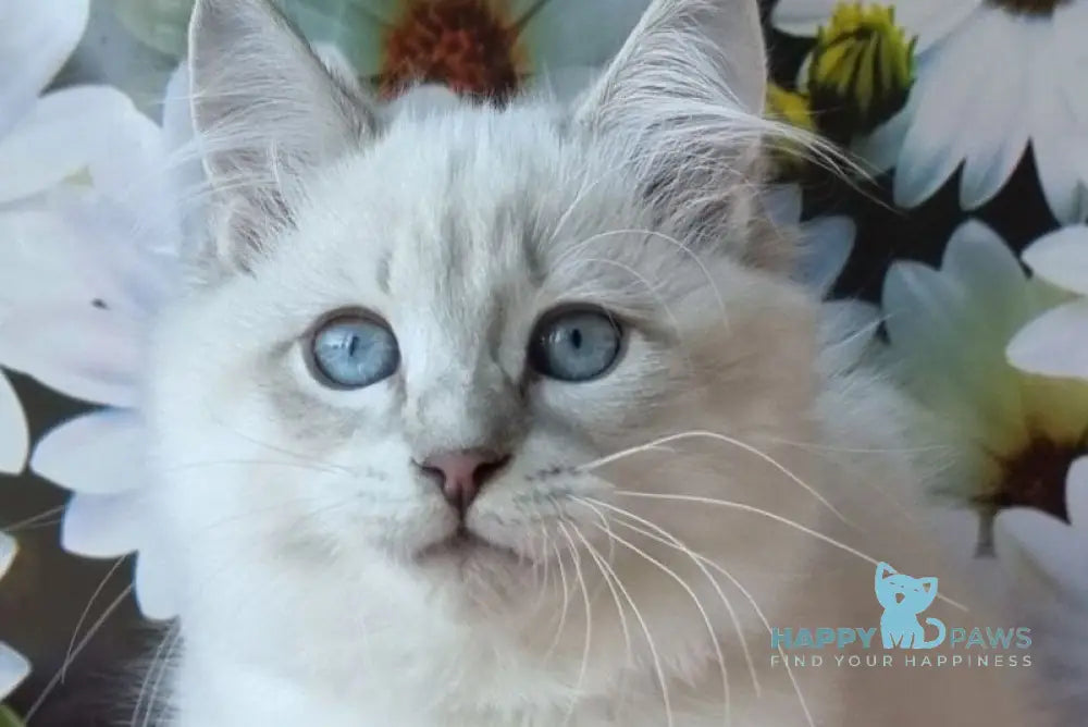 Riana Siberian female blue tabby pointed live animals