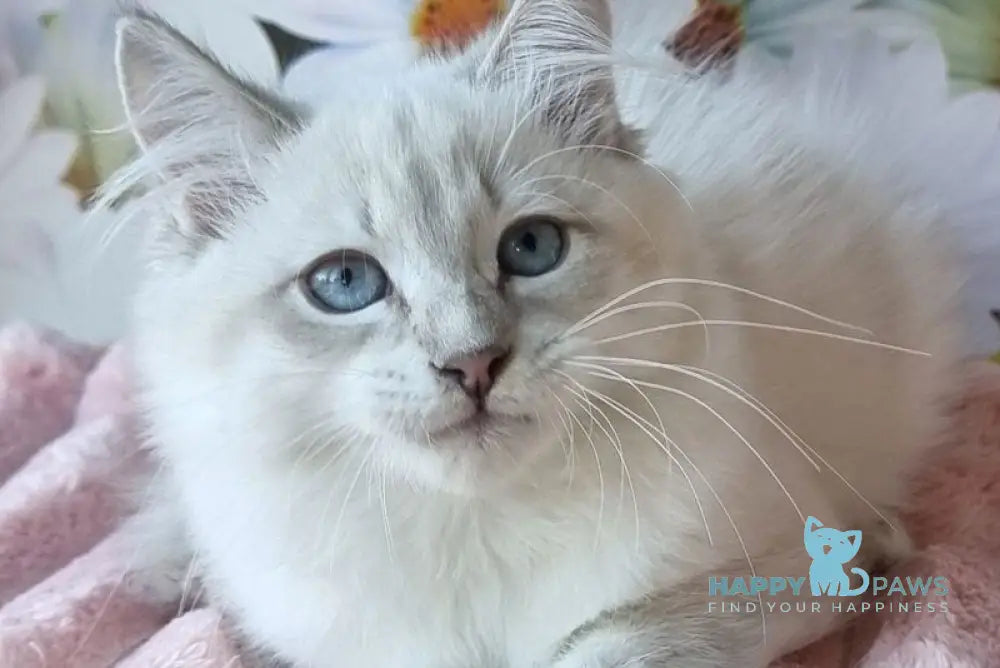 Riana Siberian female blue tabby pointed live animals