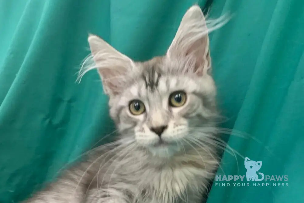 Ricardo Roy Maine Coon male black silver tabby live animals