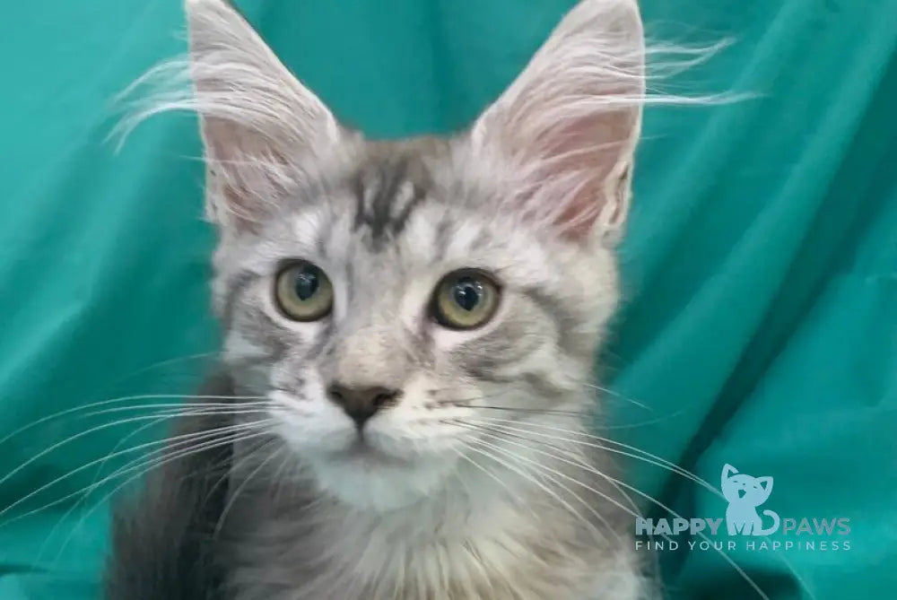 Ricardo Roy Maine Coon male black silver tabby live animals