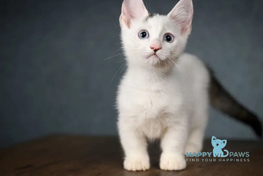 Riccardo Munchkin male black van live animals