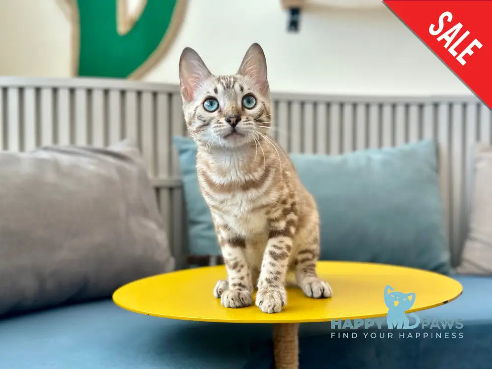 Rich Bengal male snow pointed - live animals