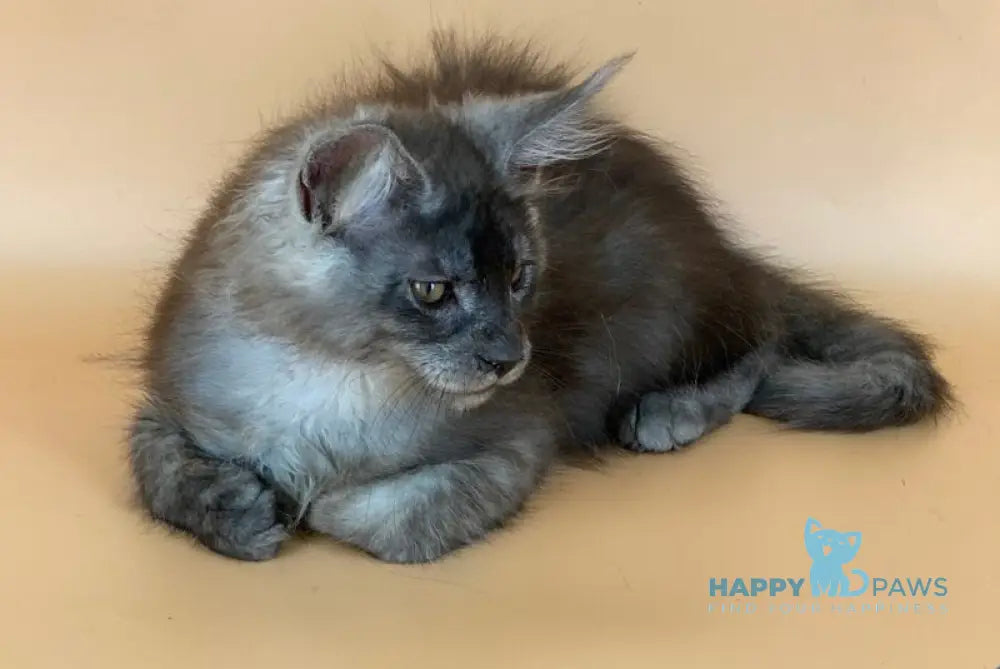Rich Maine Coon male black silver live animals