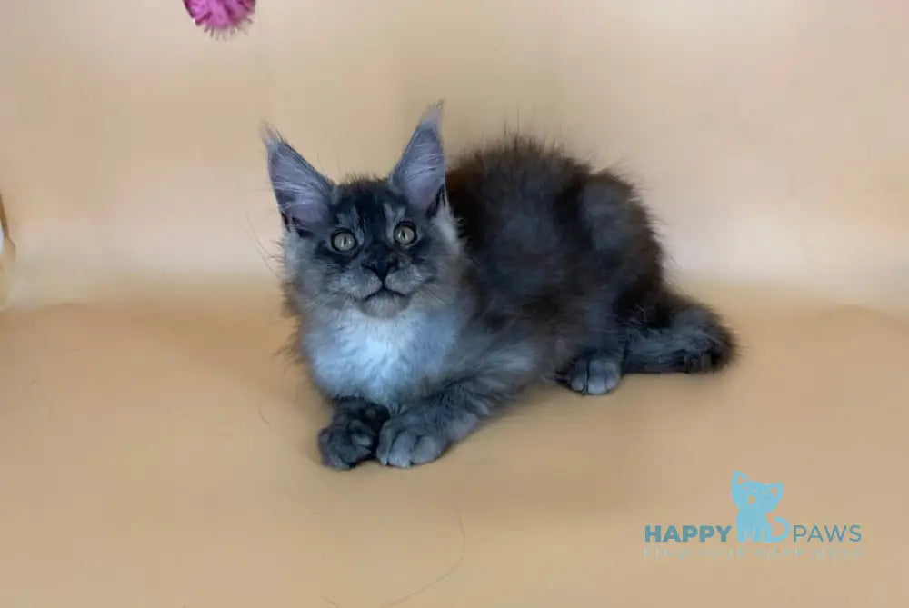Rich Maine Coon male black silver live animals