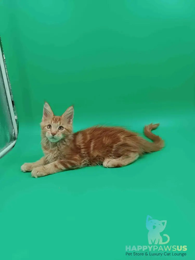 Rich Maine Coon male red tabby - live animals