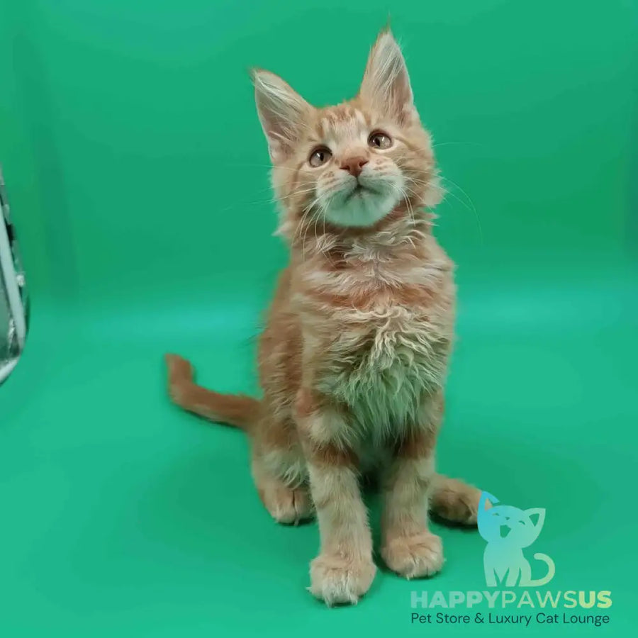Rich Maine Coon male red tabby - live animals