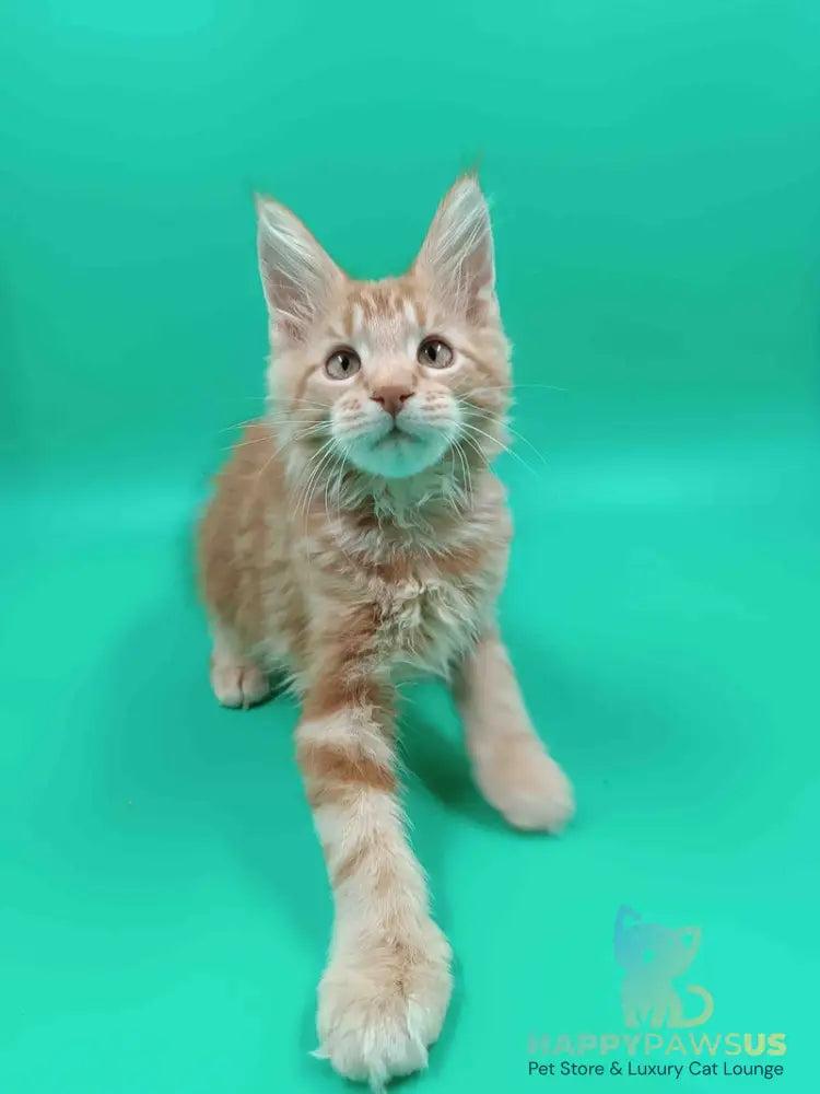 Rich Maine Coon male red tabby - live animals