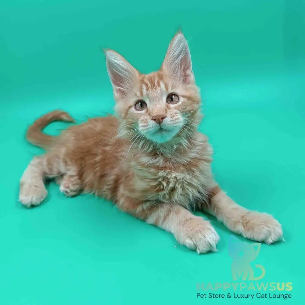 Rich Maine Coon male red tabby - live animals