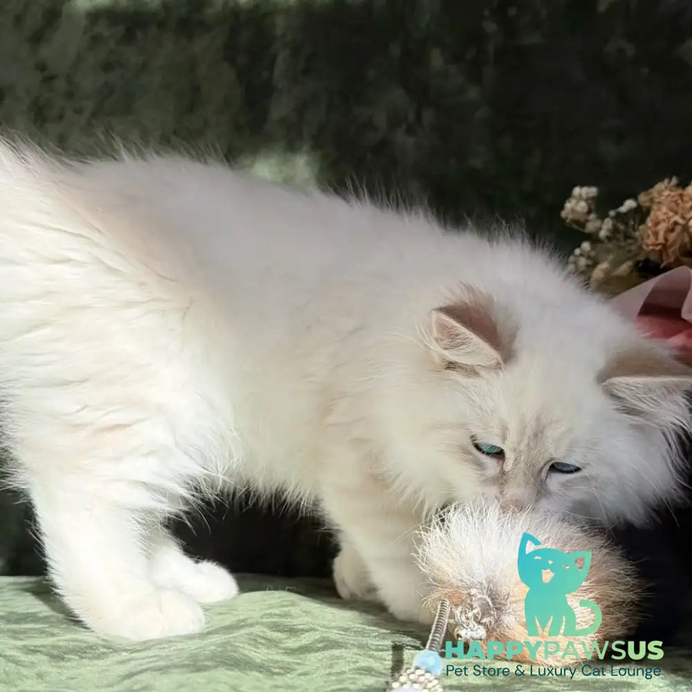 Rich Siberian male blue golden tabby pointed - live animals