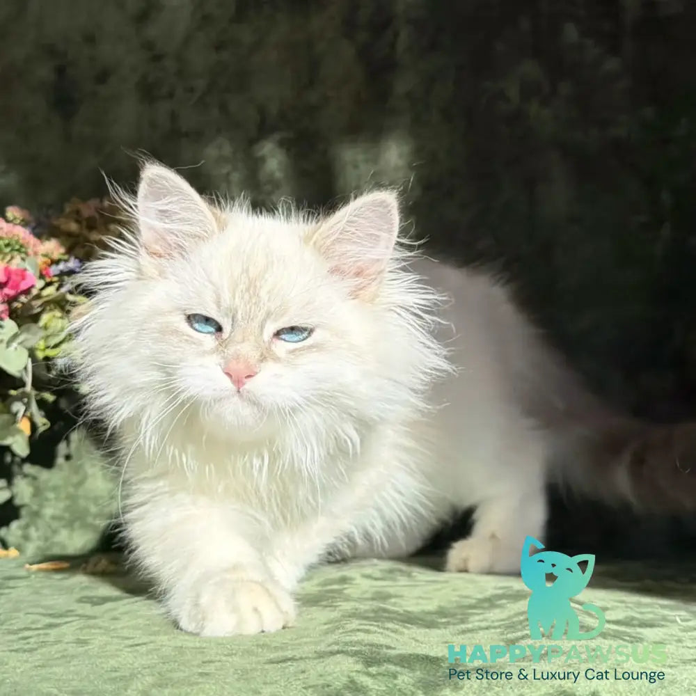 Rich Siberian male blue golden tabby pointed - live animals