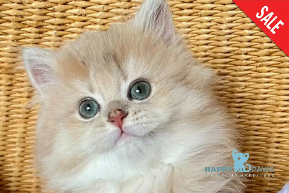 Richard British Longhair male lilac golden shaded - live animals